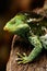 Portrait of Fijian crested iguana Brachylophus vitiensis on Vi