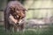 Portrait of a Finnish Lapphund dog outdoors