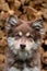 Portrait of a Finnish Lapphund dog outdoors