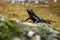 Portrait of fire salamander in river water stream natural environment