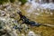 Portrait of fire salamander in river water stream natural environment