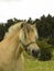 Portrait of Fjord pony in field with headcollar