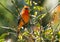 Portrait of Flame-colored Tanager Piranga bidentata