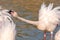 Portrait of a flamingo in a Camargue marsh.