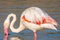 Portrait of a flamingo in a Camargue marsh