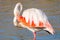 Portrait of a flamingo in a Camargue marsh