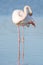 Portrait of a flamingo in a Camargue marsh