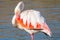 Portrait of a flamingo in a Camargue marsh