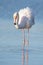 Portrait of a flamingo in a Camargue marsh