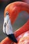 Portrait of a Flamingo in Nassau