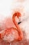 Portrait of a Flamingo, watercolor painting. Red flamingo Phoenicopterus ruber, zoological illustration, hand drawing