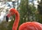 Portrait of Flamingo in zoo