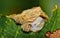 Portrait of a Flannel moth caterpillar feeding on a leaf.