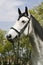 Portrait of a fleabitten grey horse with leather harness