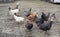 Portrait of flock of chickens/roosters at feeding time 1