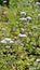 Portrait Flowers of Ageratum conyzoides also known as Tropical whiteweed, Billygoat plant, Goatweed, Bluebonnet, Bluetop, White