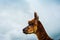 Portrait of a fluffy alpaca against stormy sky. South American camelid. Alpaca farm, New Zealand