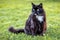 Portrait of fluffy black cat