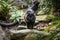 Portrait of a fluffy black cat exploring a lush tropical garden