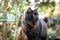 Portrait of a fluffy black cat exploring a lush tropical garden