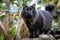 Portrait of a fluffy black cat exploring a lush tropical garden