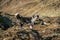 Portrait of a fluffy black and white dog high up on a mountain at the Timmelsjoch alpine pass