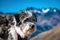 Portrait of a fluffy black and white dog high up on a mountain at the Timmelsjoch alpine pass