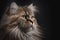 Portrait of a fluffy brown Norwegian Forest cat close up. Generative AI