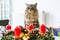 Portrait fluffy cat with advent wreath