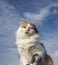 Portrait fluffy cat on a blue sky background