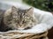 Portrait of fluffy cat in couch, close up