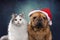 Portrait of fluffy cat and french bulldog in santa hat