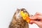 Portrait of a fluffy cat playing with a yellow crocodile on a white background