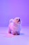 Portrait of fluffy charming dog bichon frize looking up over lilac color background in neon light filter. Dog before