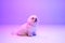 Portrait of fluffy charming dog bichon frize posing over lilac color background in neon light filter. Dog before