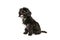 Portrait of fluffy curly black Maltipoo dog posing isolated over white background. Concept of animal, care, vet, active