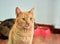 Portrait of a fluffy ginger tabby cat with big expressive eyes