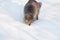 Portrait of fluffy gray cat slinks and hunts in snow