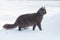 Portrait of fluffy gray cat slinks and hunts in snow