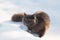 Portrait of fluffy gray cat slinks and hunts in snow