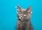 Portrait of a fluffy gray kitten on teal background