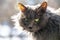 Portrait of a fluffy, gray, longhaired cat. Cat in a veterinary clinic for pets. Animal looks at the camera