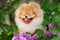 Portrait of fluffy happy dog of pomeranian spitz breed smiles among flowers outdoors