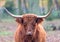 Portrait of a fluffy Highland cattle in the forest