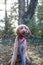 Portrait of fluffy Labradoodle dog in red bandana saying "Sophie" licking his nose in the park