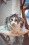 Portrait of a fluffy Ragdoll cat lying in his bed, attentively observing what is going on in the room. The curious look of a furry