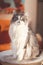 Portrait of a fluffy Ragdoll cat sitting in his bed, attentively observing what is going on in the room. The curious look of a