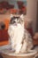 Portrait of a fluffy Ragdoll cat sitting in his bed, attentively observing what is going on in the room. The curious look of a