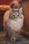 Portrait of a fluffy Ragdoll cat standing on a table in a living room in the evening light. Animal\\\'s curious gaze