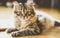 Portrait of a fluffy Siberian kitten on the floor